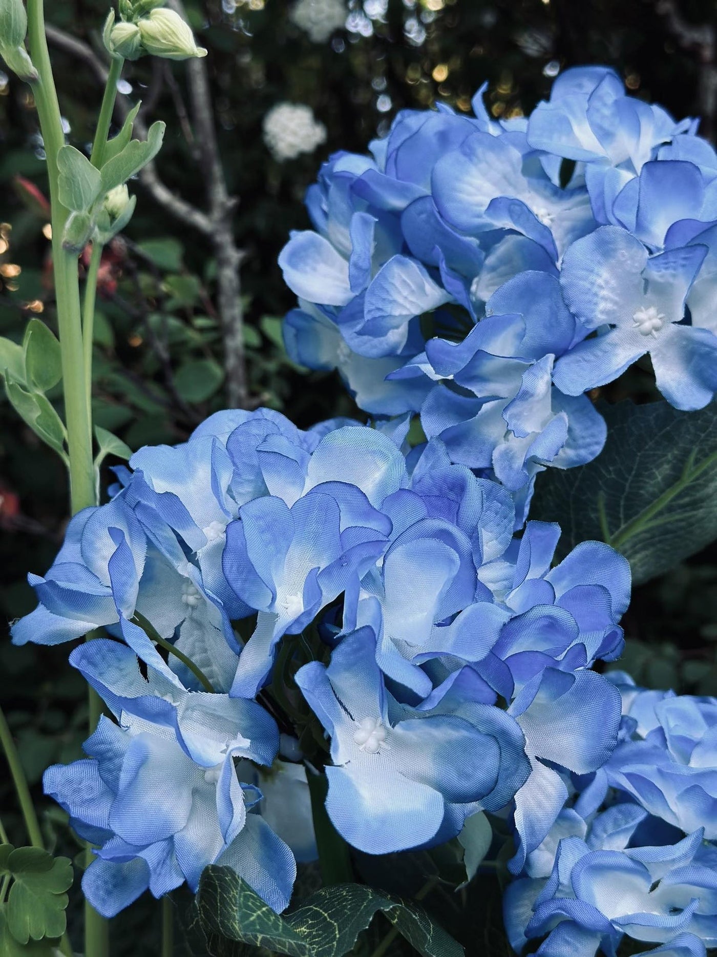 Hortensia med solceller – Blå