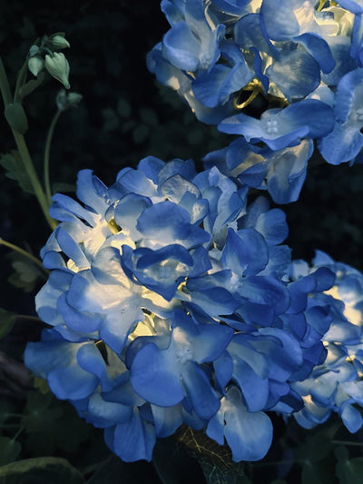 Hortensia med solceller – Blå